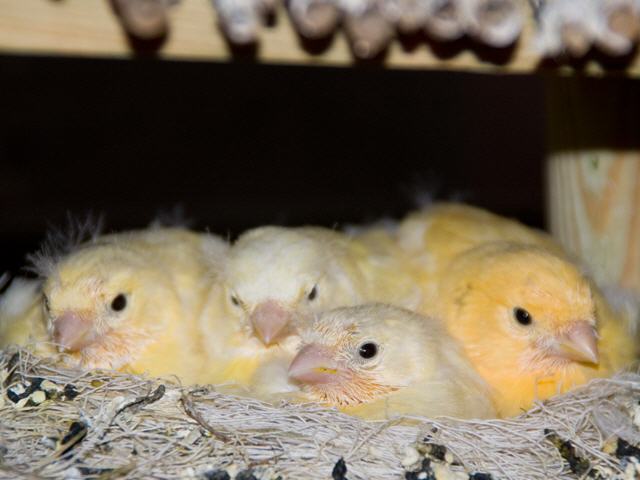 Kanarien aus unserer Kanarienwelt:Unsere 4 Kanarienk&uuml;cken