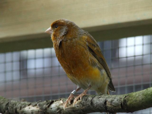 Kanarien aus unserer Kanarienwelt: