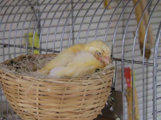 Kanarien aus unserer Kanarienwelt:Bin M&uuml;de!