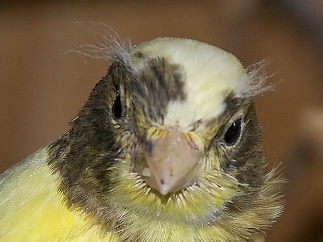 Kanarien aus unserer Kanarienwelt:Kanarienbaby 1, ganz sch&ouml;n fotogen oder?