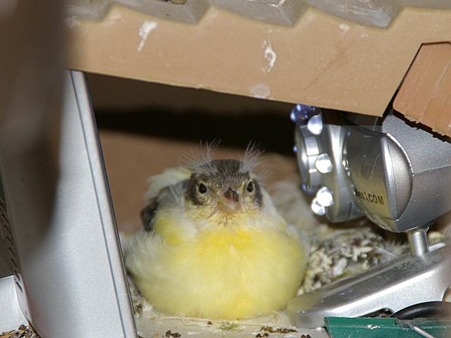 Kanarien aus unserer Kanarienwelt:Unser Nesth&auml;ckchen belagert die Webcam