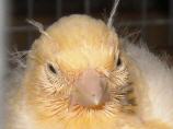 Kanarienvogel Unser Puschel