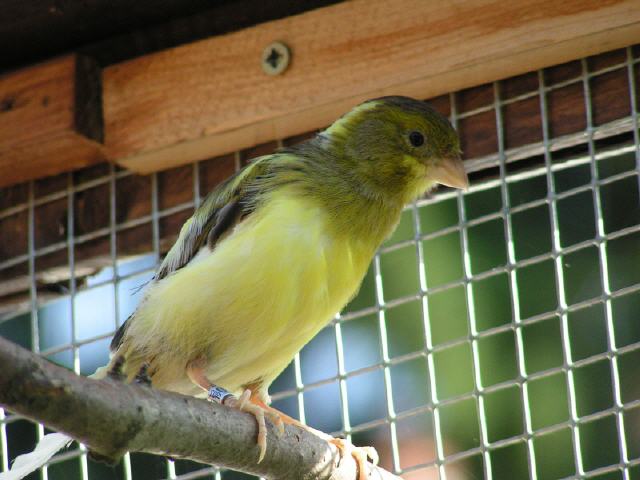 Kanarien aus unserer Kanarienwelt:Putzi