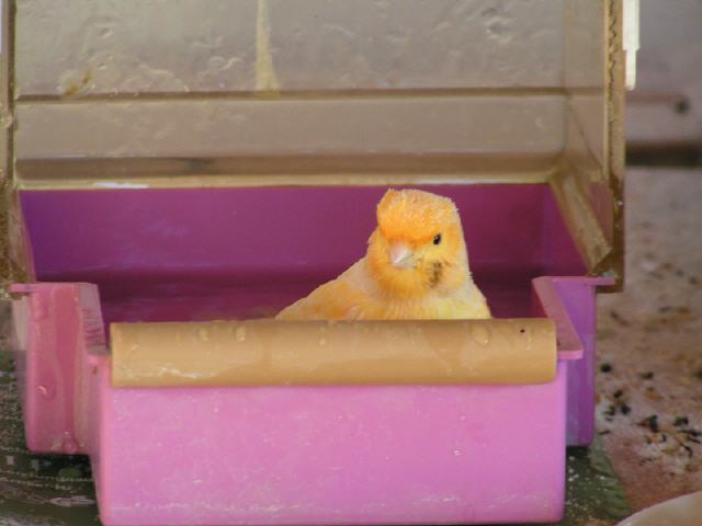 Kanarien aus unserer Kanarienwelt:Toll, so'n eigener Swimmingpool